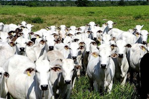 Brasil tem quase 30 fábricas de vacina para gado e só 2 para humanos