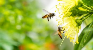 Distanciamento social: abelhas fazem