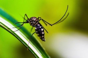 ALERTA: Casos de dengue disparam no Sudeste em 2023